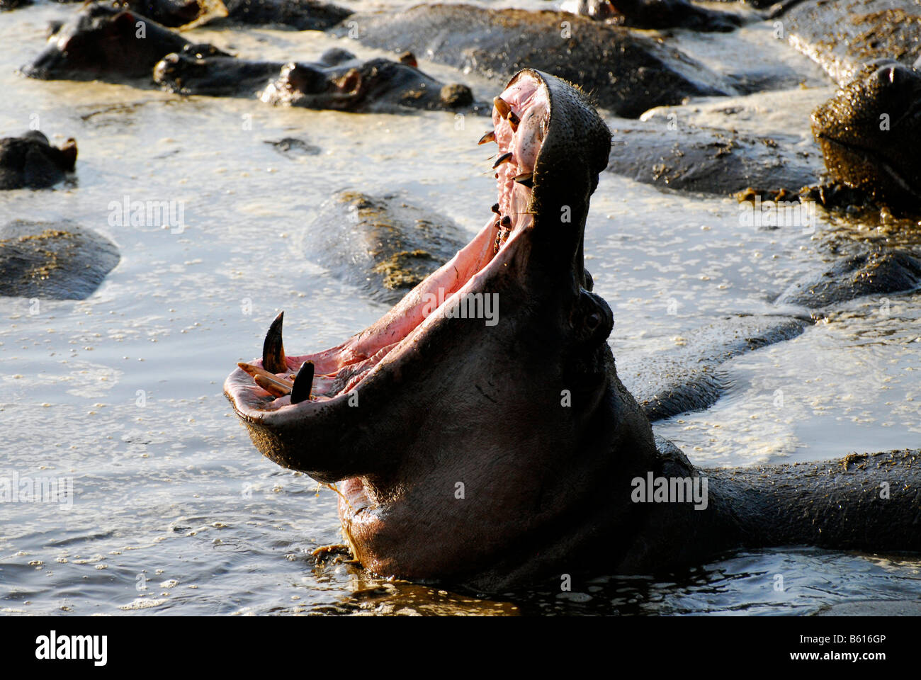 Hippopotamus (Hippopotamus amphibius), yawning in Retina hippo pool, Serengeti National Park, Tanzania, Africa Stock Photo