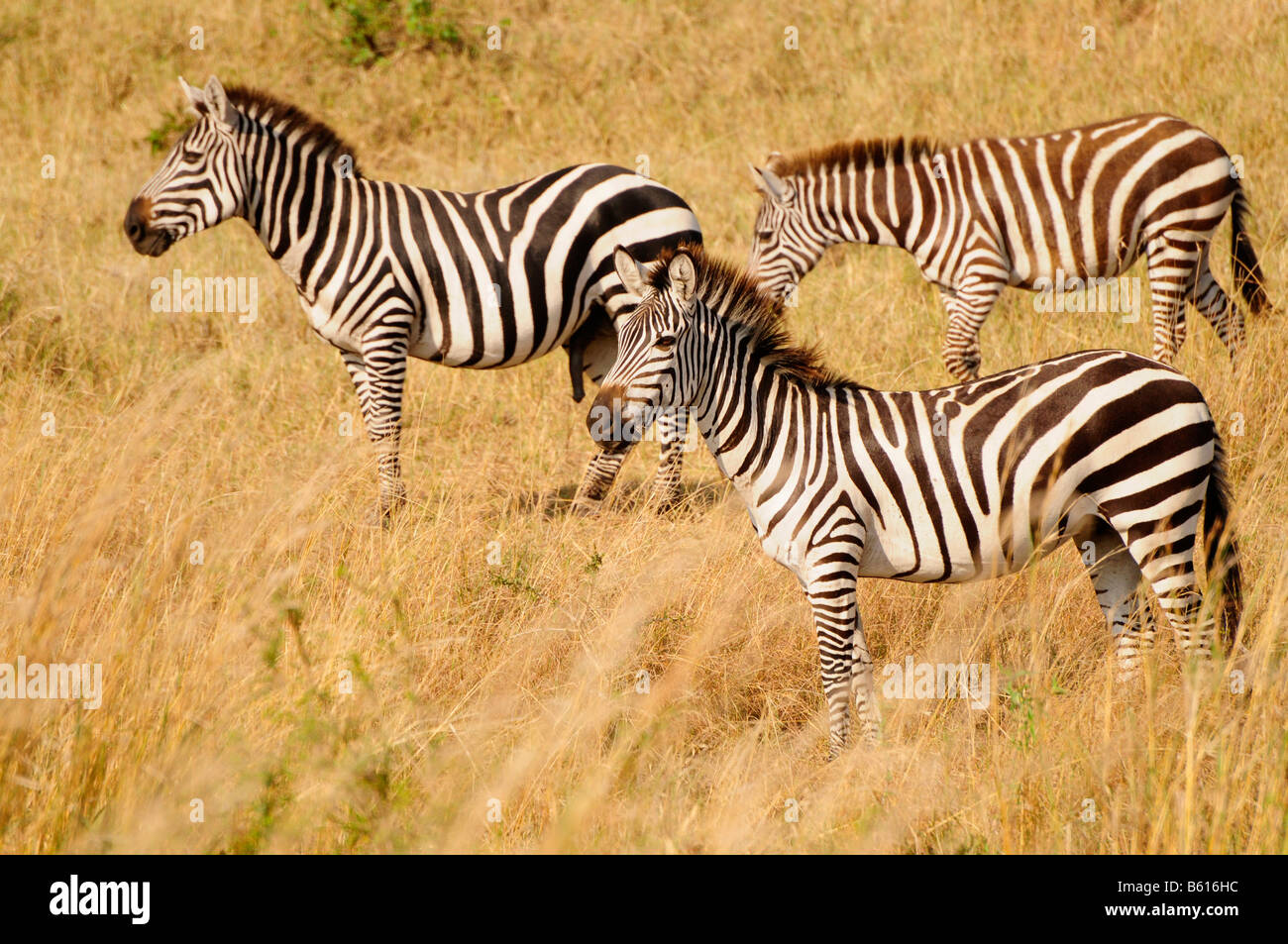 Plains Zebra, Common Zebra or Burchell's Zebra (Equus quagga) during