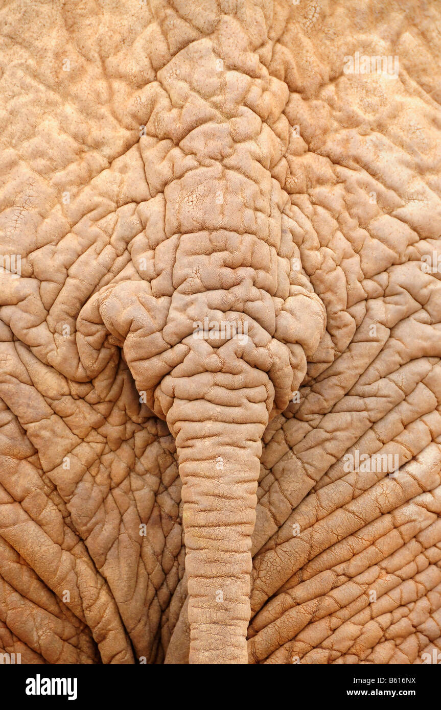 Tail of an African Bush Elephant (Loxodonta africana), Tsavo East National Park, Kenya, Africa Stock Photo