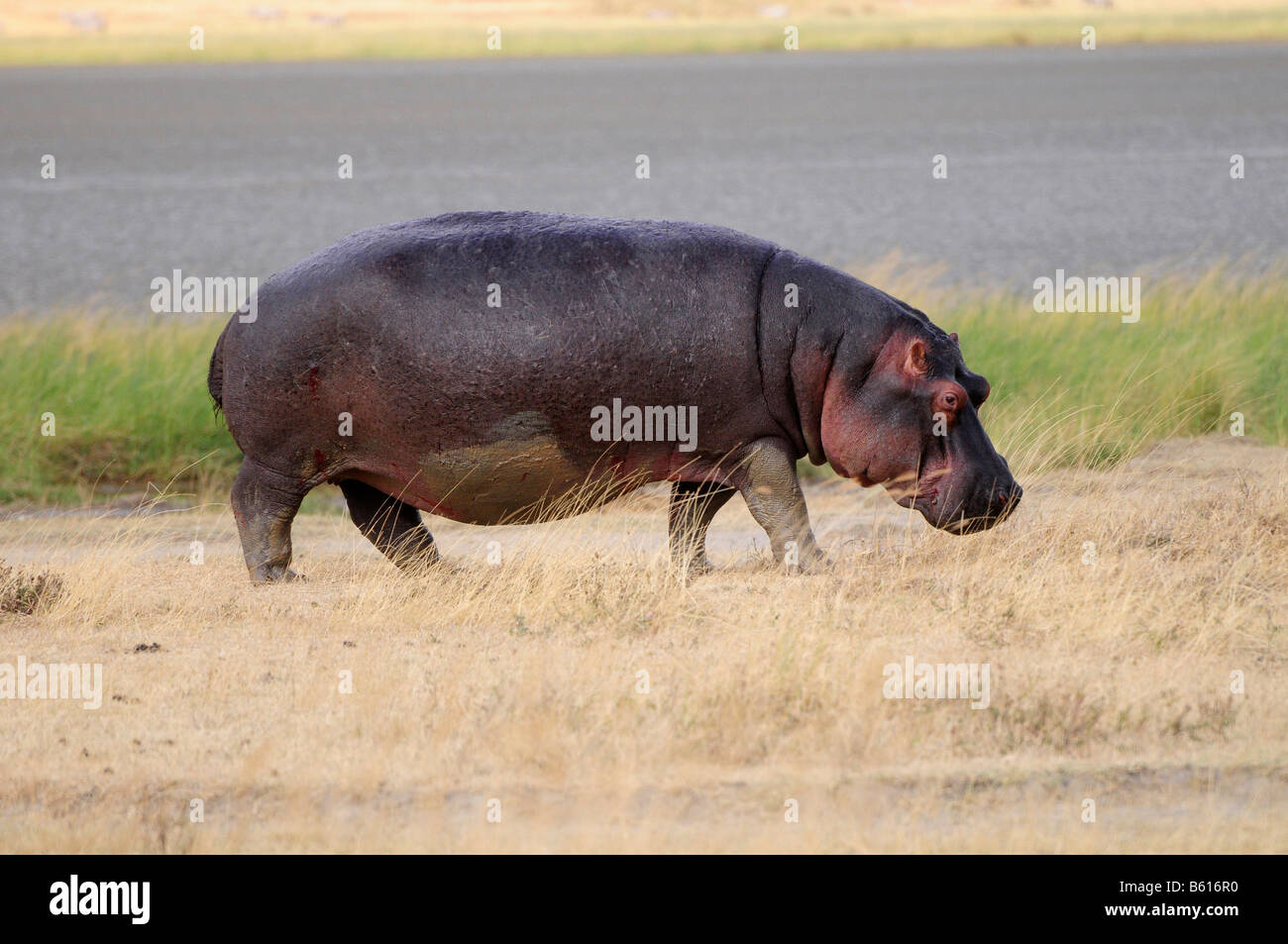 Hippopotamus (Hippopotamus amphibius), Ngorongoro crater, Ngorongoro Conservation Area, Tanzania, Africa Stock Photo