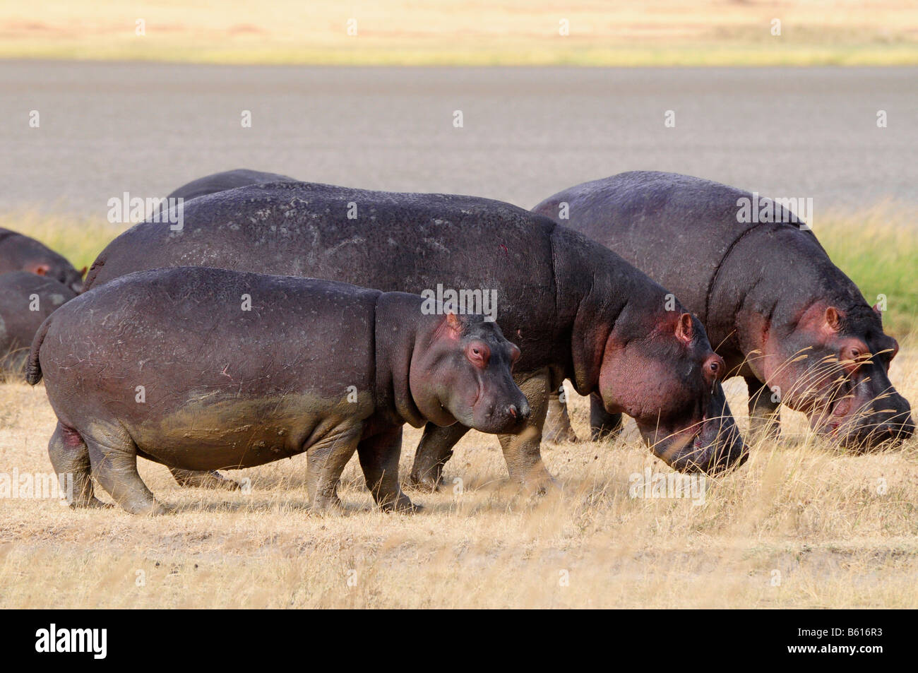 Hippopotamus (Hippopotamus amphibius), Ngorongoro crater, Ngorongoro Conservation Area, Tanzania, Africa Stock Photo