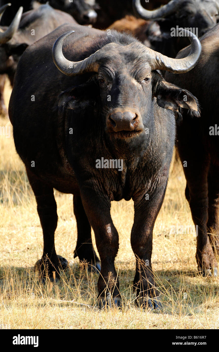 African Buffalo or Cape Buffalo (Syncerus caffer), Ngorongoro crater, Ngorongoro Conservation Area, Tanzania, Africa Stock Photo