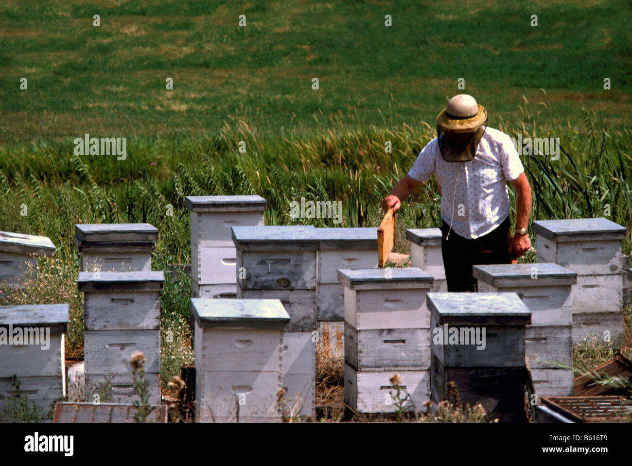 Beekeeper holding Honeycomb from Beehives in a Field in the Okanagan Valley, BC, British Columbia, Canada Stock Photo