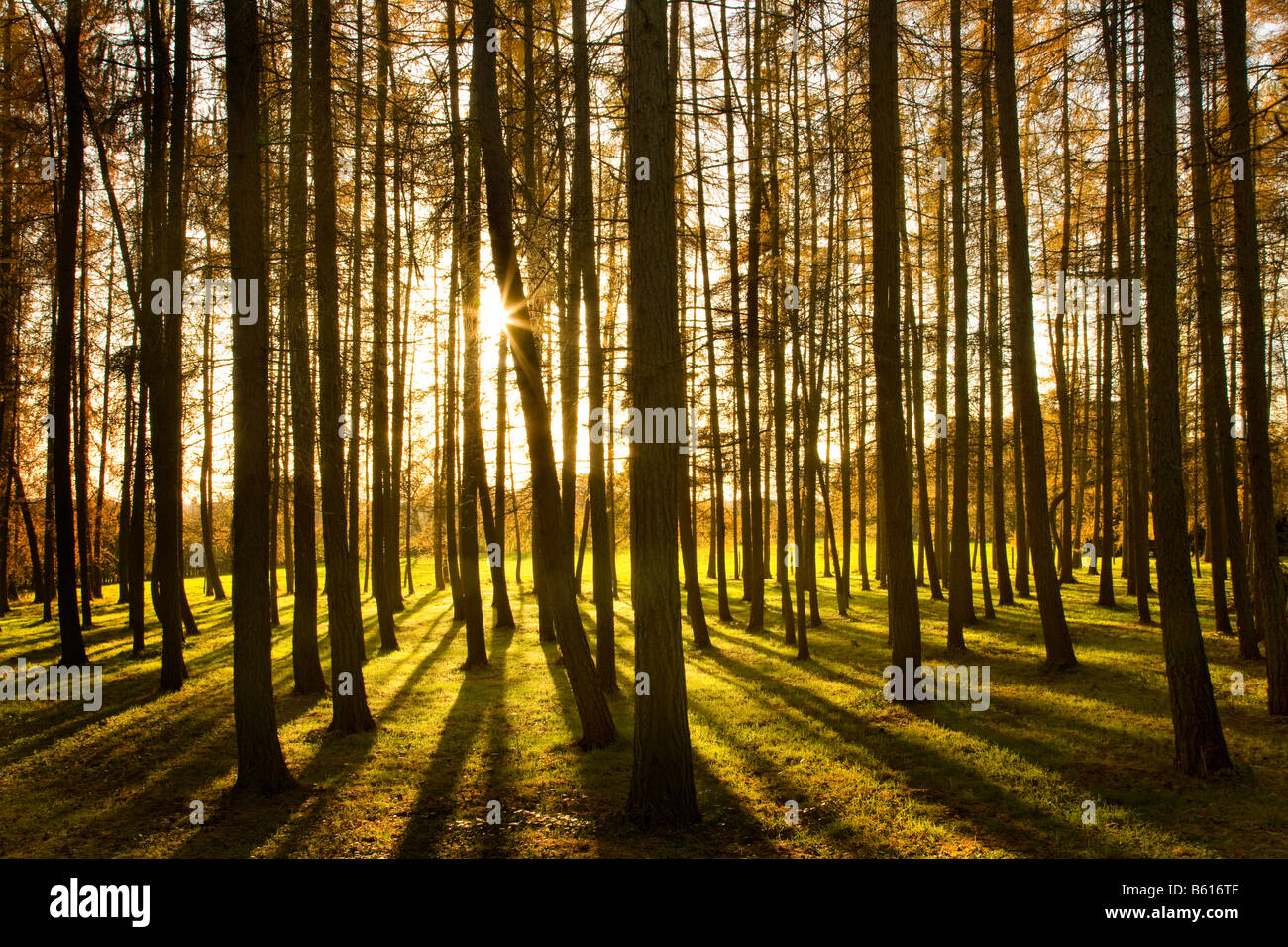 late afternoon sunlight penetrating through woodland trees Stock Photo