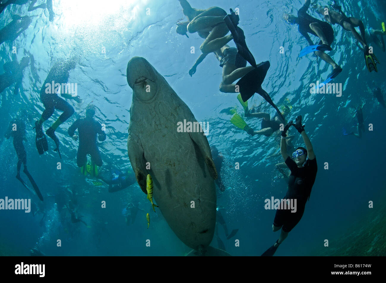 dugong dugon Dugong and scuba diver, Red Sea Stock Photo Alamy