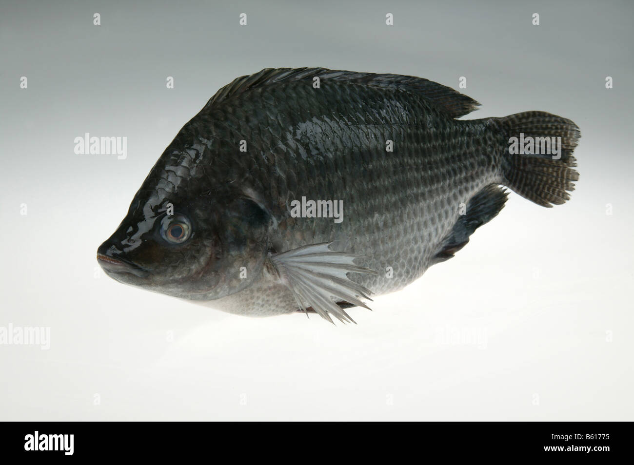 tilapia,freshwater fish Stock Photo