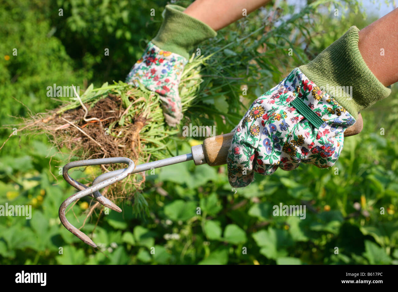 Hands with gardening gloves and tools to pluck weeds Stock Photo Alamy