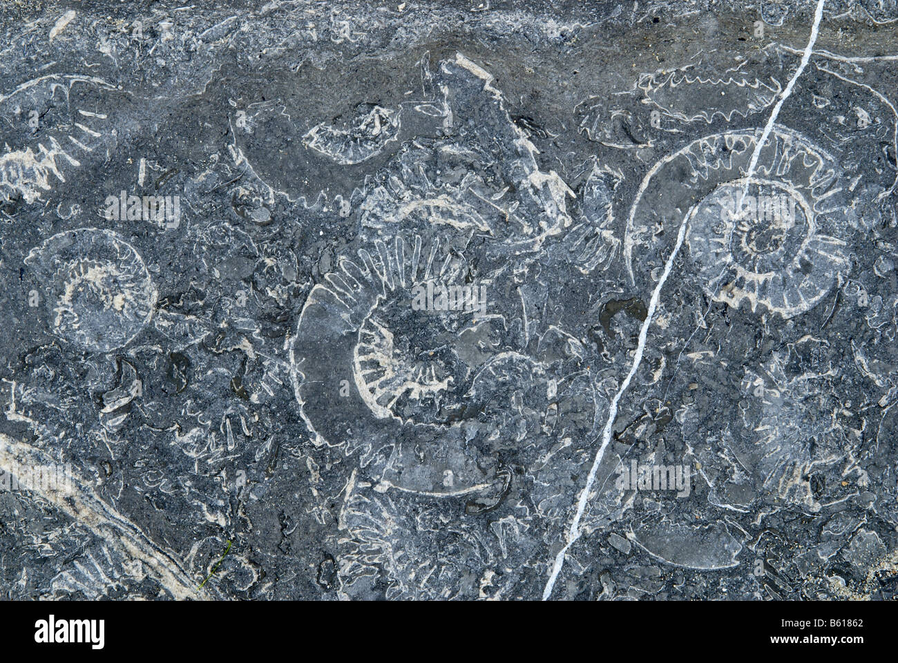 ammonites in rock face lyme regis dorset Stock Photo