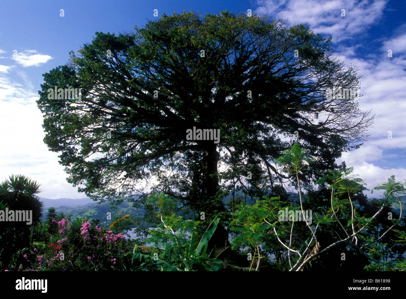 Old ceiba tree, Lake Arenal reservoir, Costa Rica, Central America Stock Photo