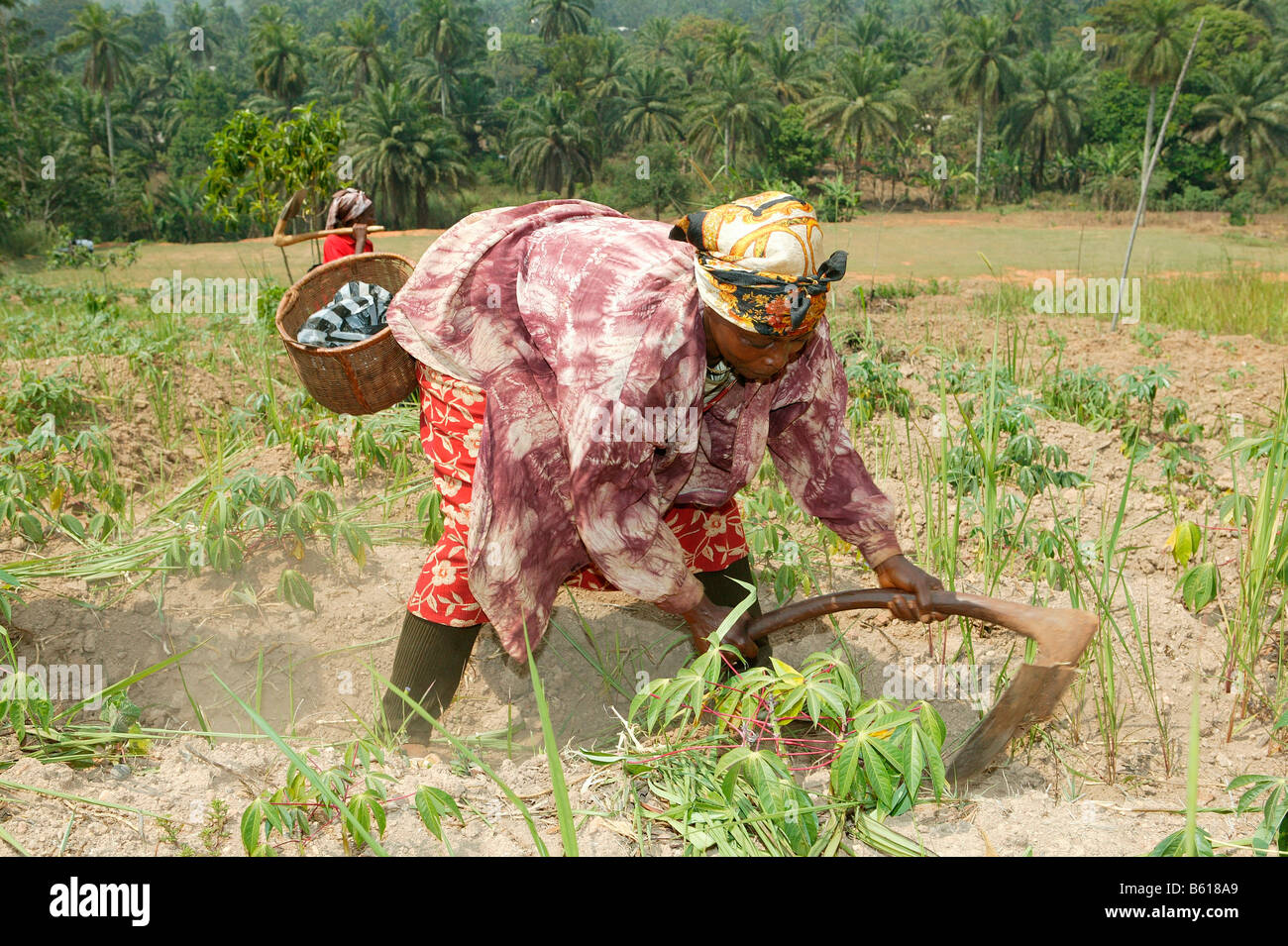 Woman working in a field, Njindom, Cameroon, Africa Stock Photo