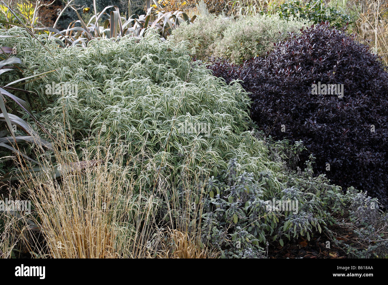 Preston Bissett Nurseries And Country Shop Shrubs And Trees With