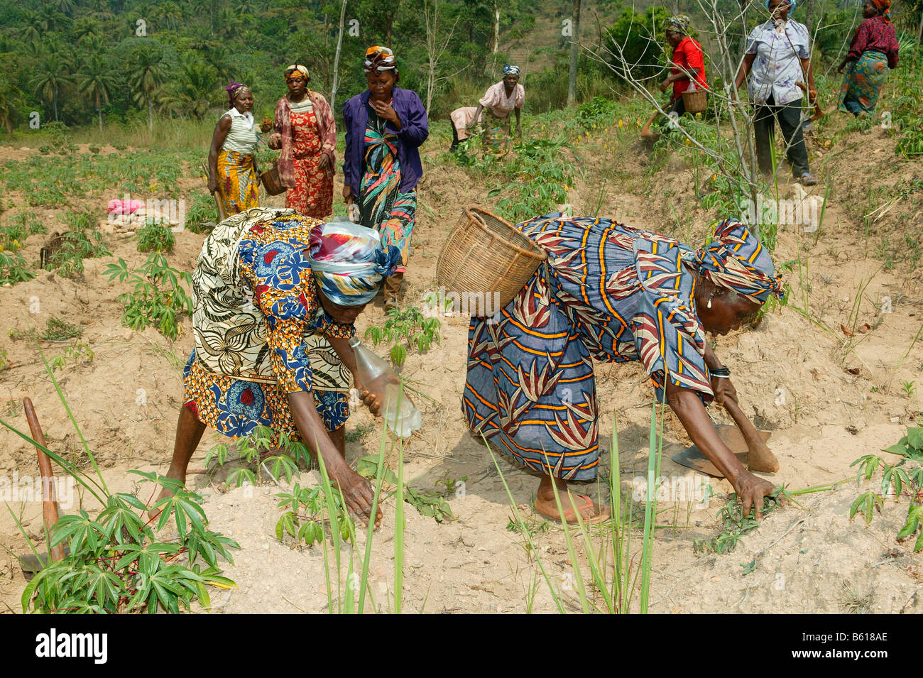 Women working in a field, Njindom, Cameroon, Africa Stock Photo