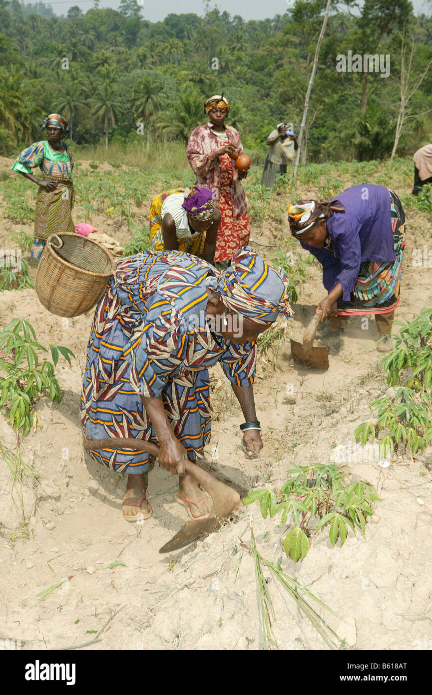 Women working in a field, Njindom, Cameroon, Africa Stock Photo