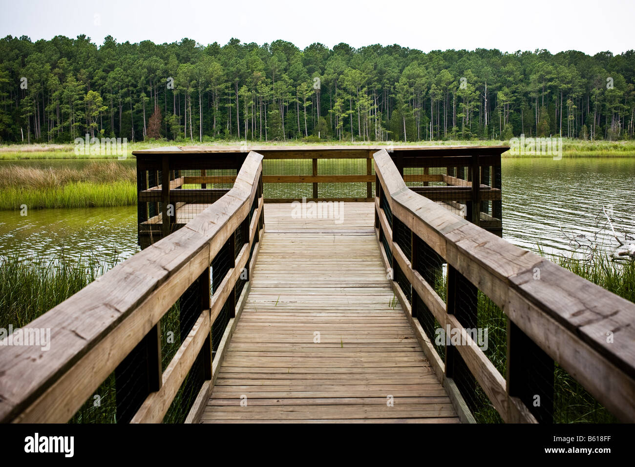 A wooden boardwalk in Belle Isle State Park near Kilmarnock, VA Stock