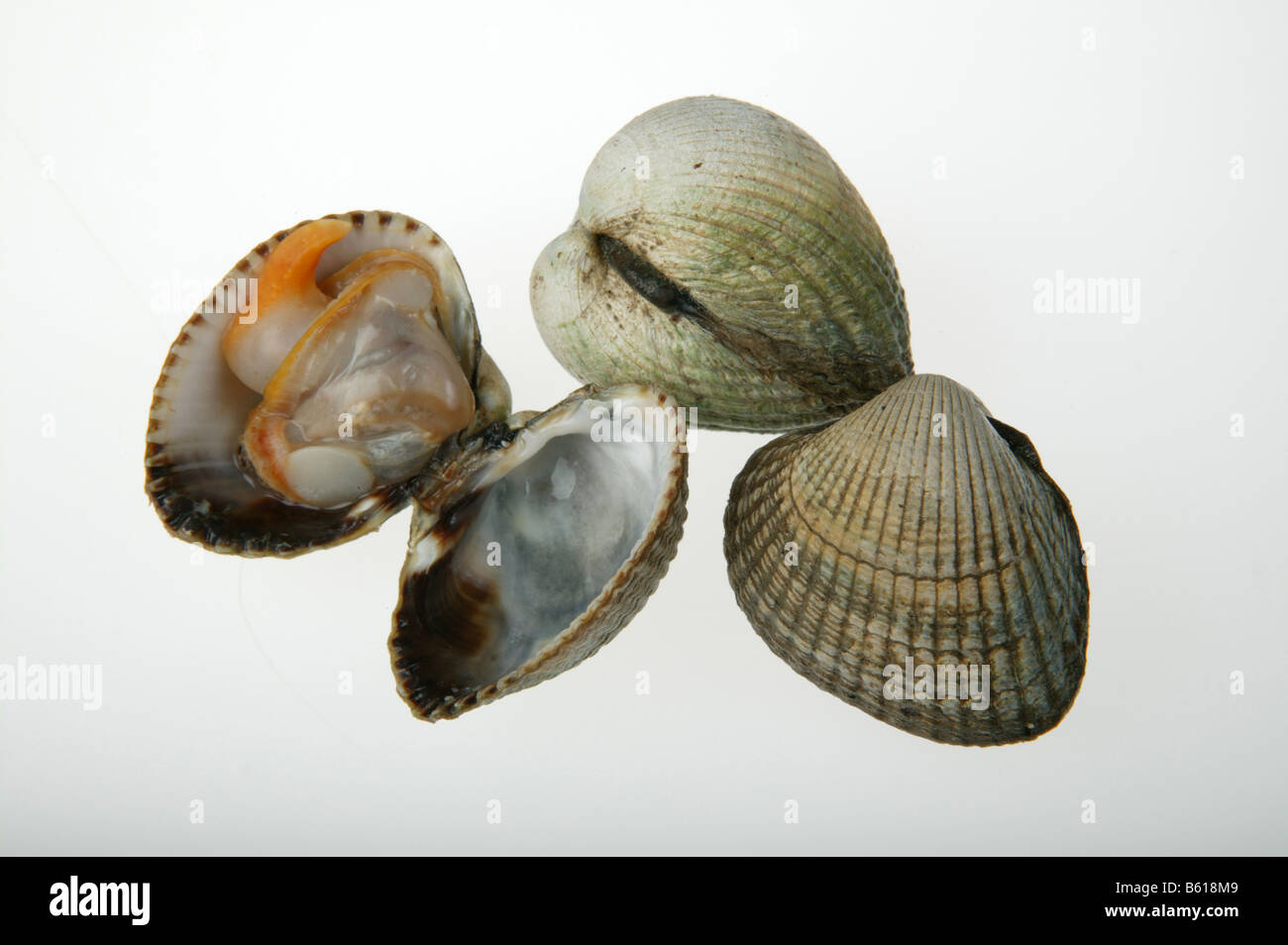 Cockles hires stock photography and images Alamy