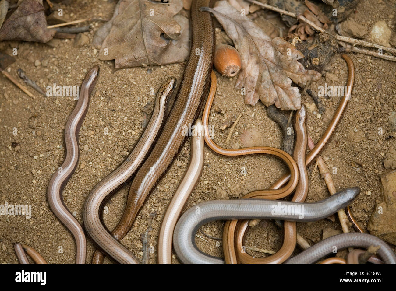 slow worms Anguis fragilis Stock Photo