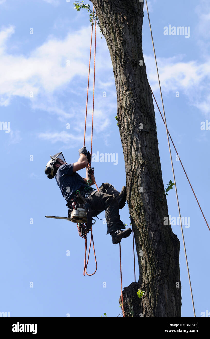 Aborist climbing to his workplace, rope climbing technology for the