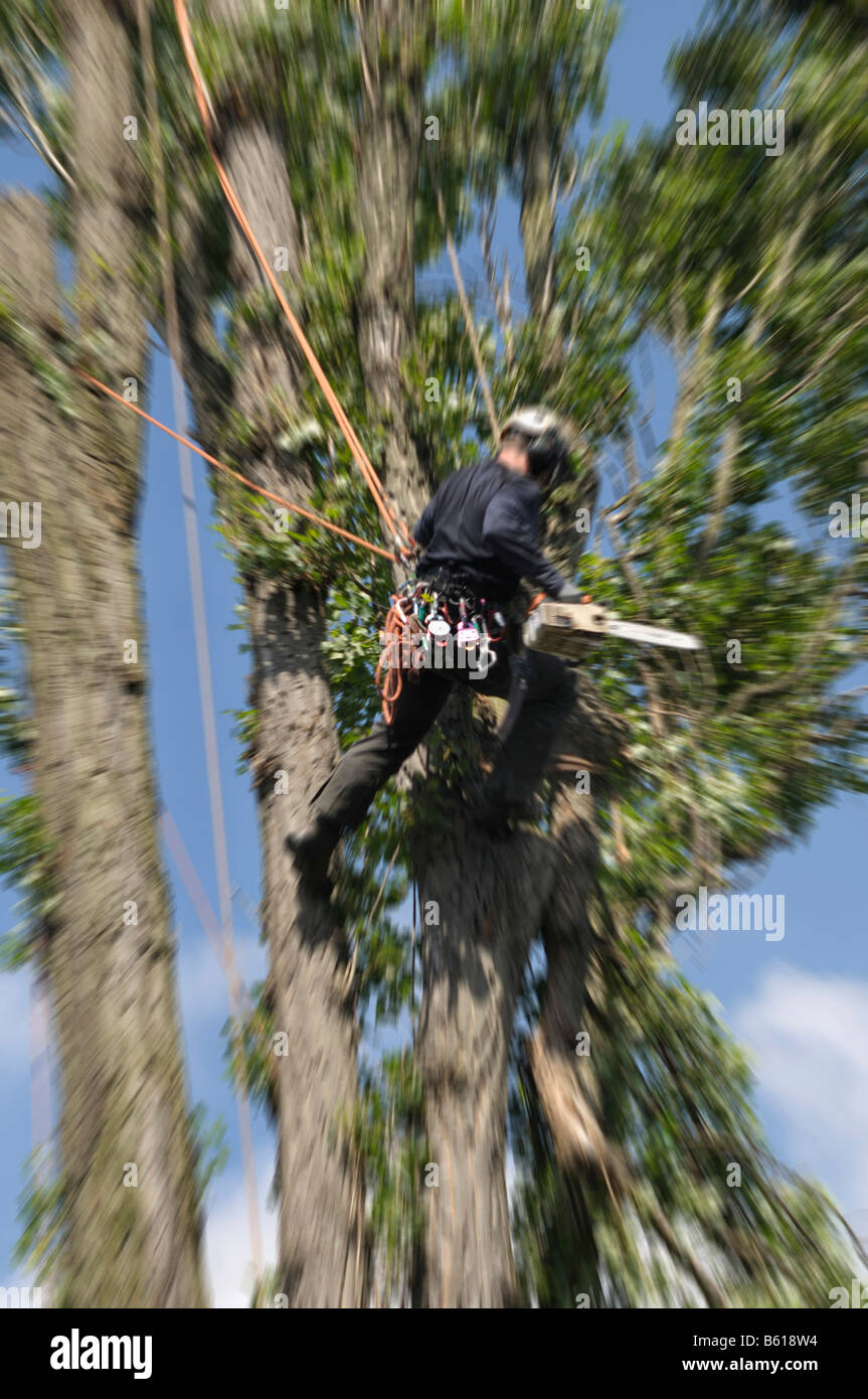 Aborist hanging from ropes secured in the crown of a tree, care of ...