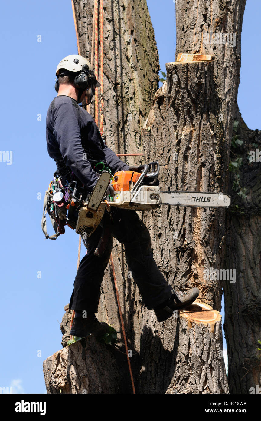Tree climber climbs into the tree with chainsaw and saws hires stock photography and images Alamy
