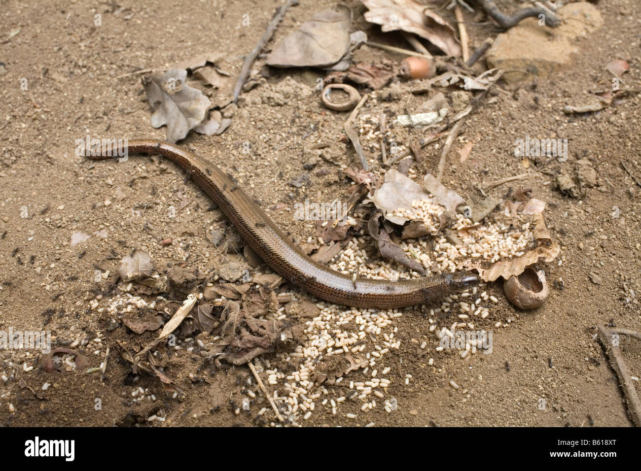 slow worm Anguis fragilis with ants and larvae Stock Photo