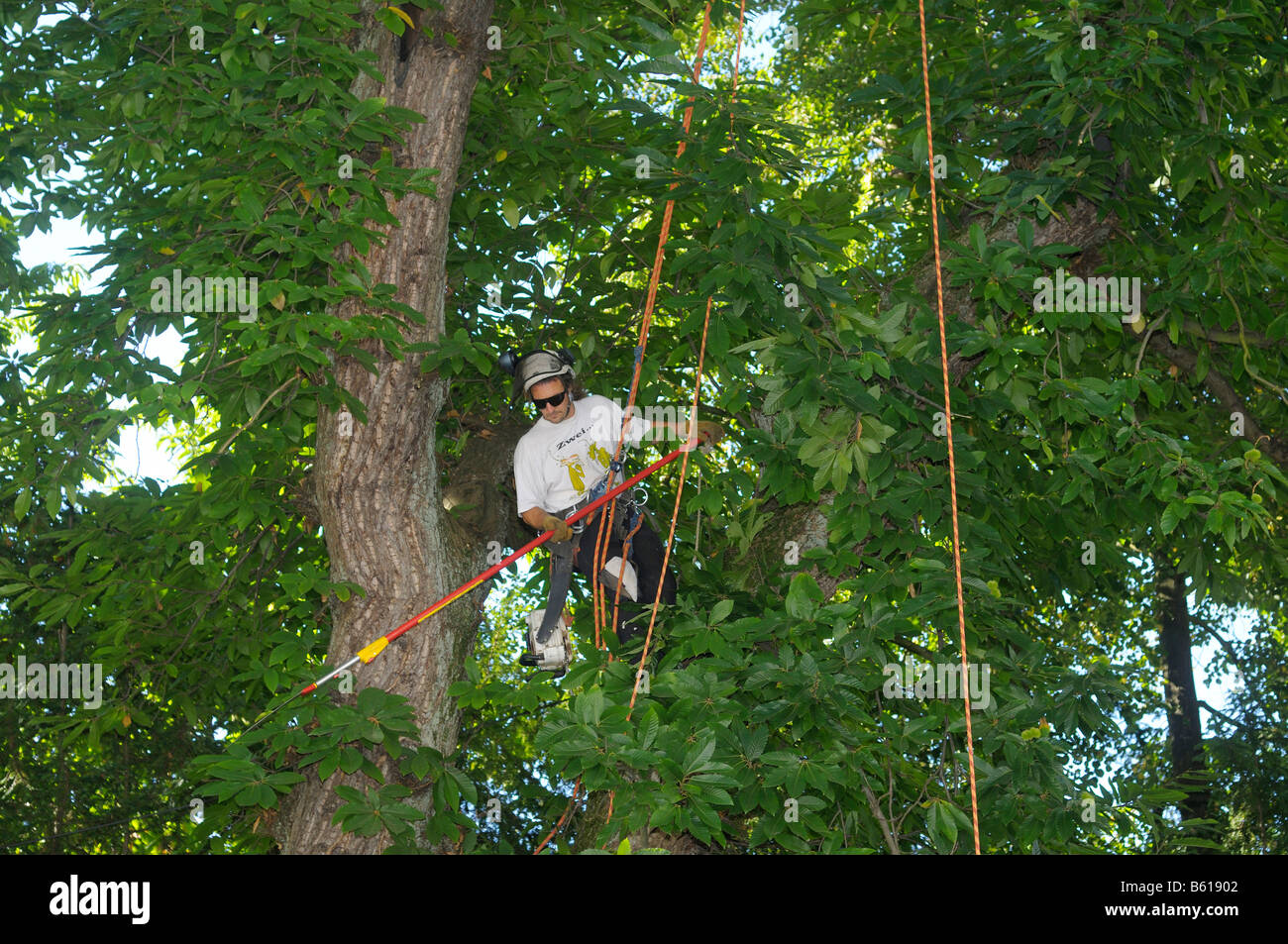 Arborist rope hires stock photography and images Alamy