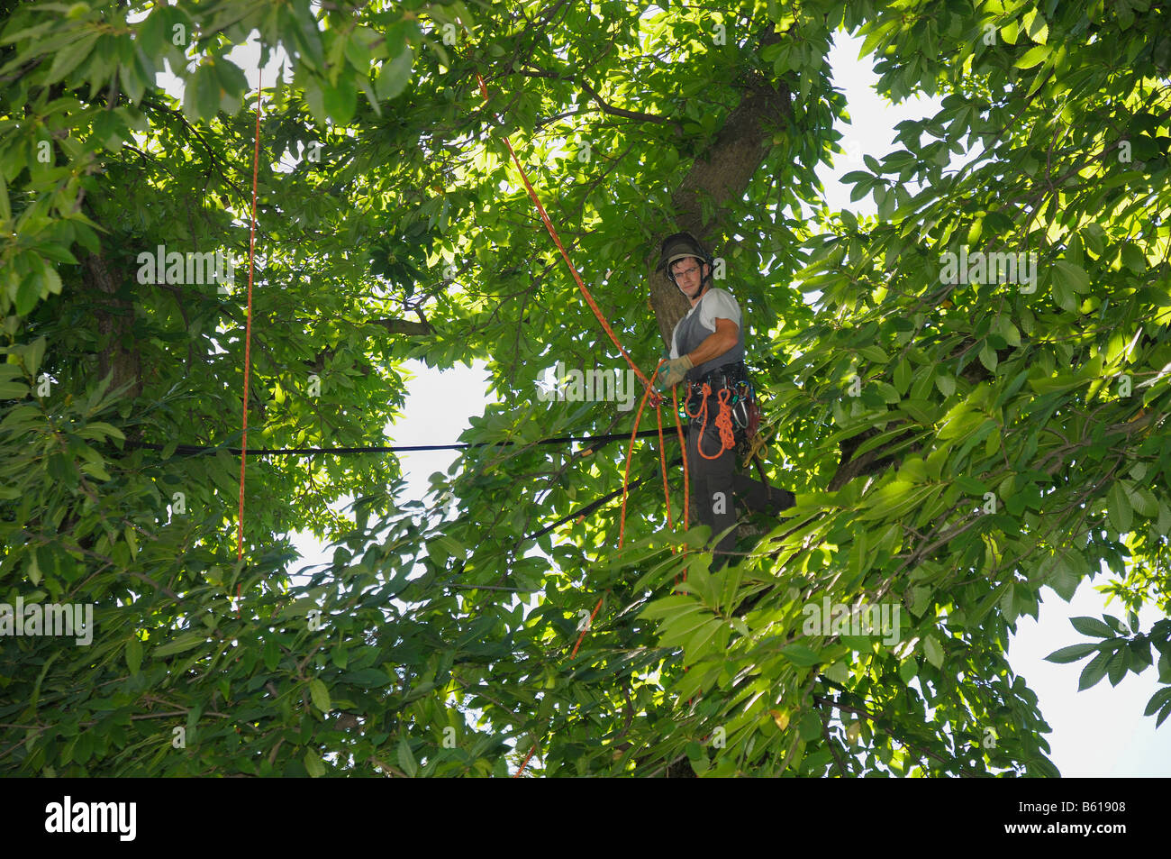 Tree care using rope climbing techniques, arborist attaching a tension