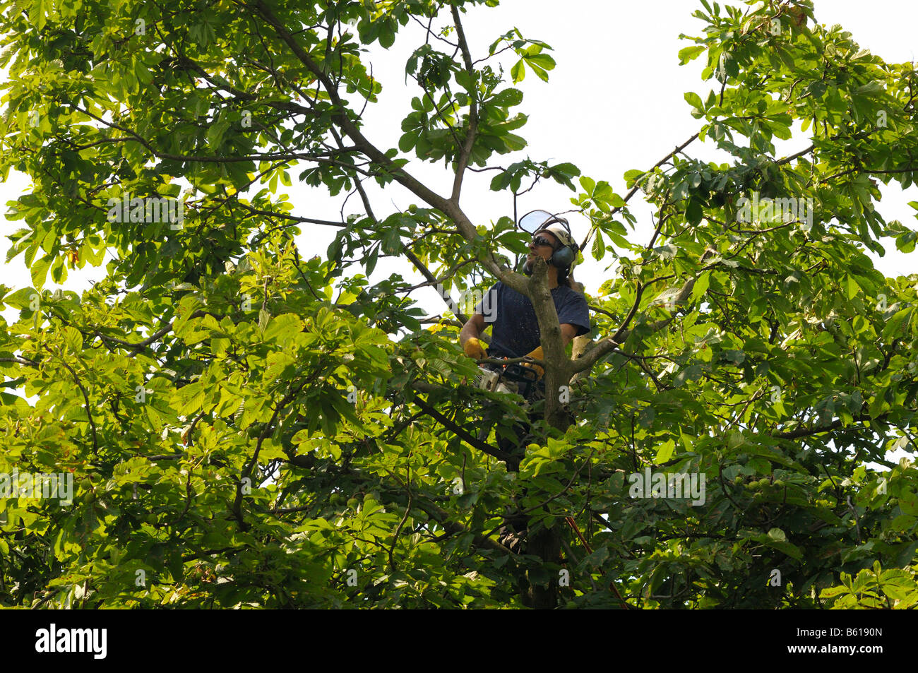 Tree care using rope climbing techniques, arborist with a motor saw in