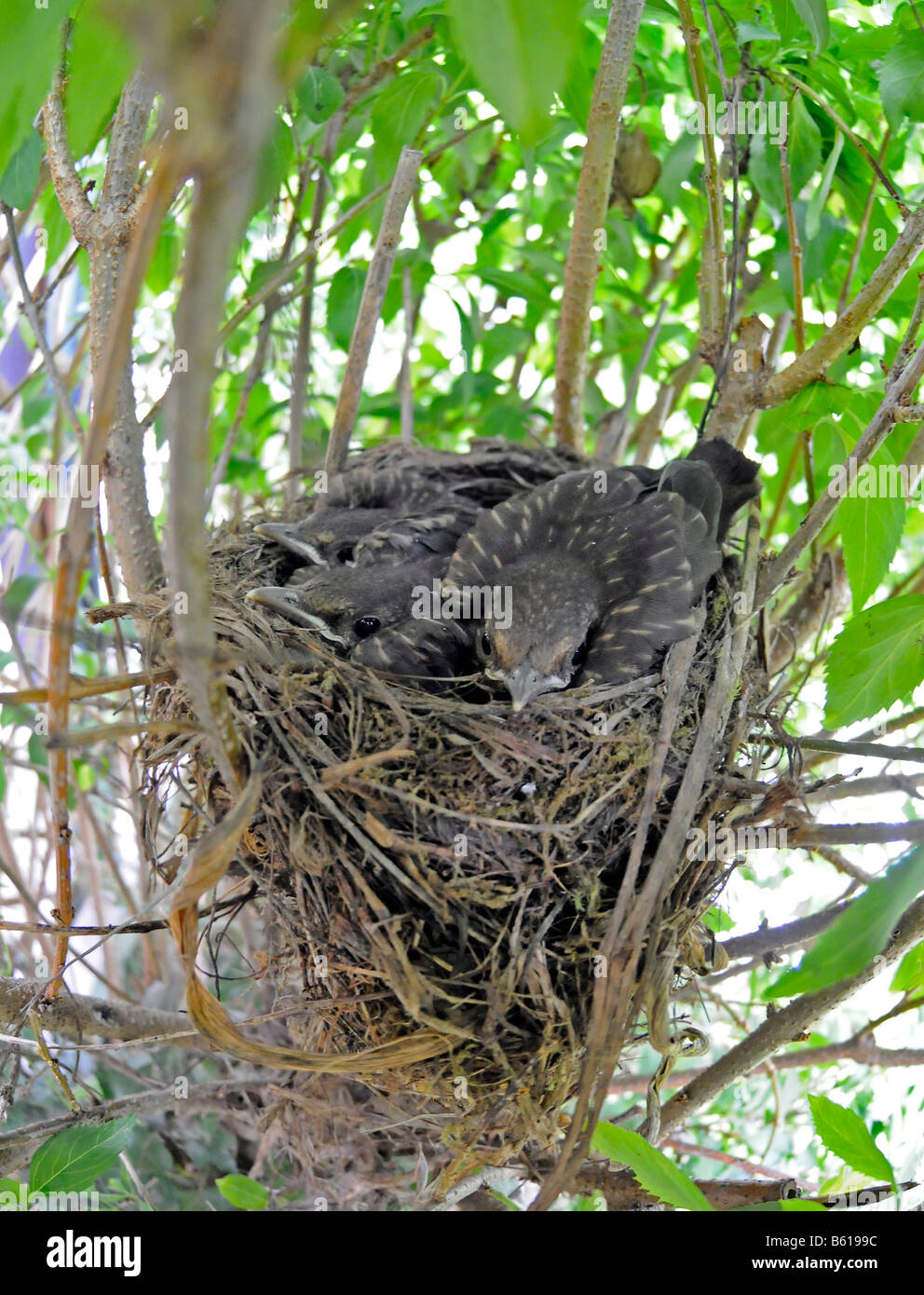 Birds leaving the nest hires stock photography and images Alamy