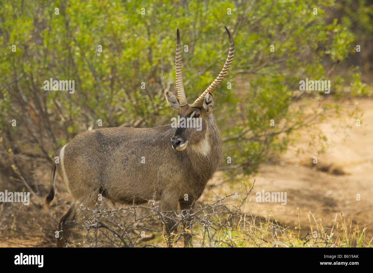 wildlife wild KOBUS ellipsiprymnus common waterbuck male with horn south-Africa south africa bush Stock Photo