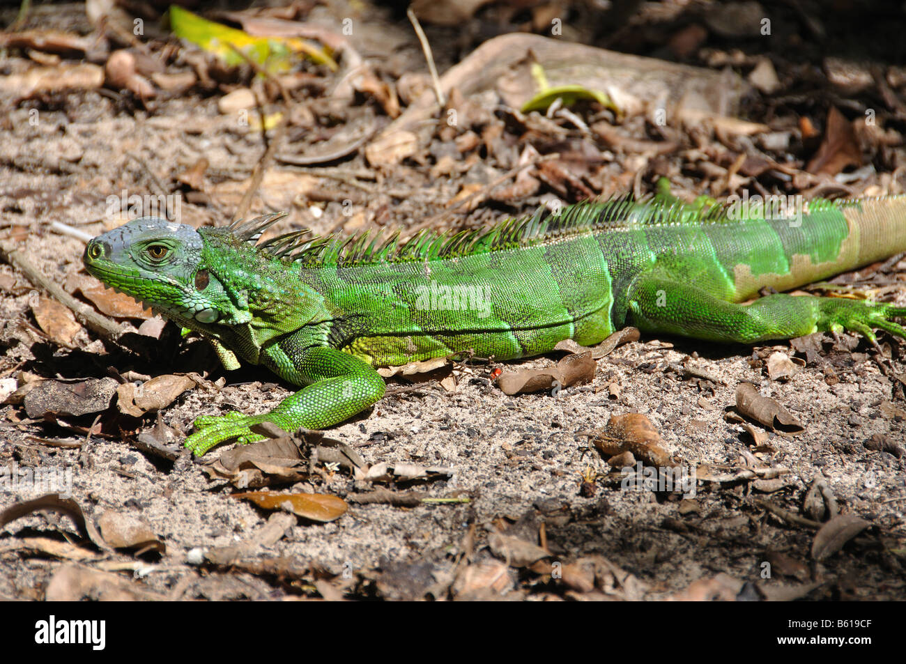 a large green iguana on isla culebra, puerto rico Stock Photo