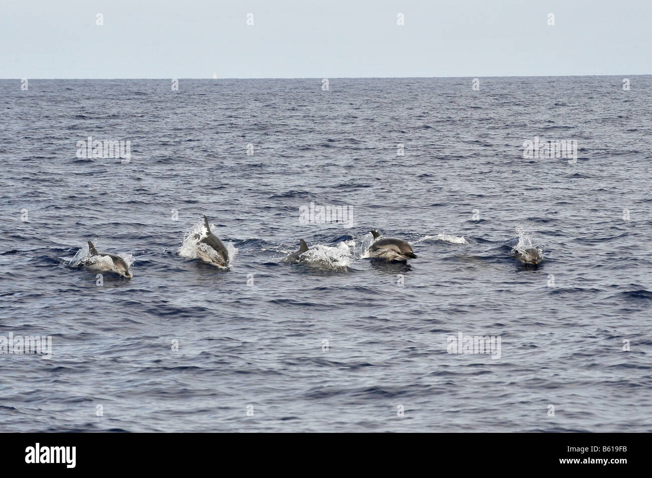 Pod of jumping Striped Dolphins (Stenella coeruleoalba) in the Mediterranean Sea Stock Photo