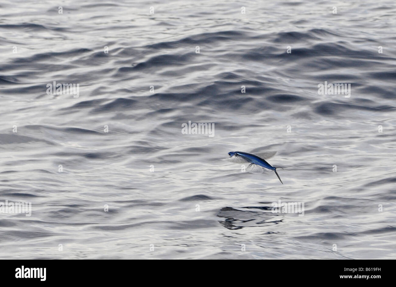 Atlantic Flyingfish (Cheilopogon melanurus) in the Mediterranean Sea Stock Photo