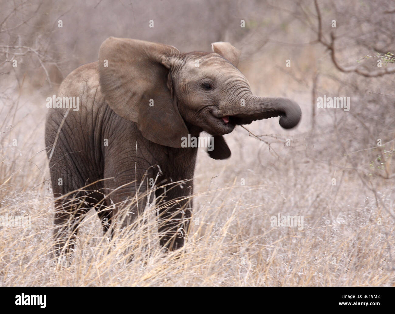 african elephant loxodonta africana single juvenile with trunk raised Stock Photo