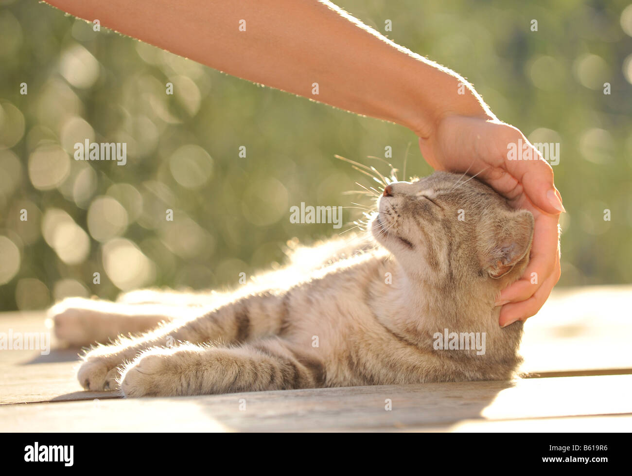 Hand stroking young gray tabby cat, cat enjoying it Stock Photo