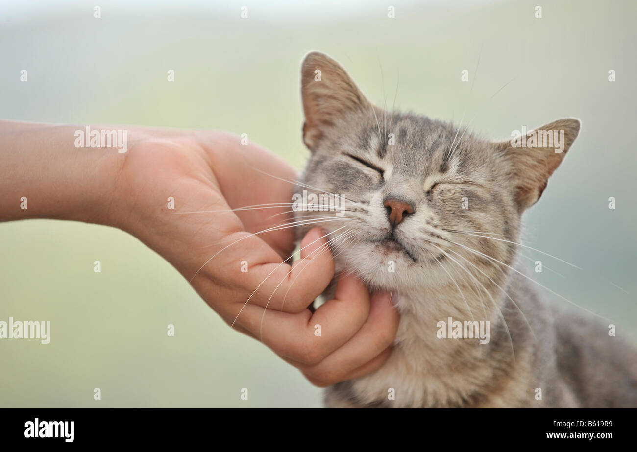 Hand stroking young gray tabby cat, cat enjoying it Stock Photo
