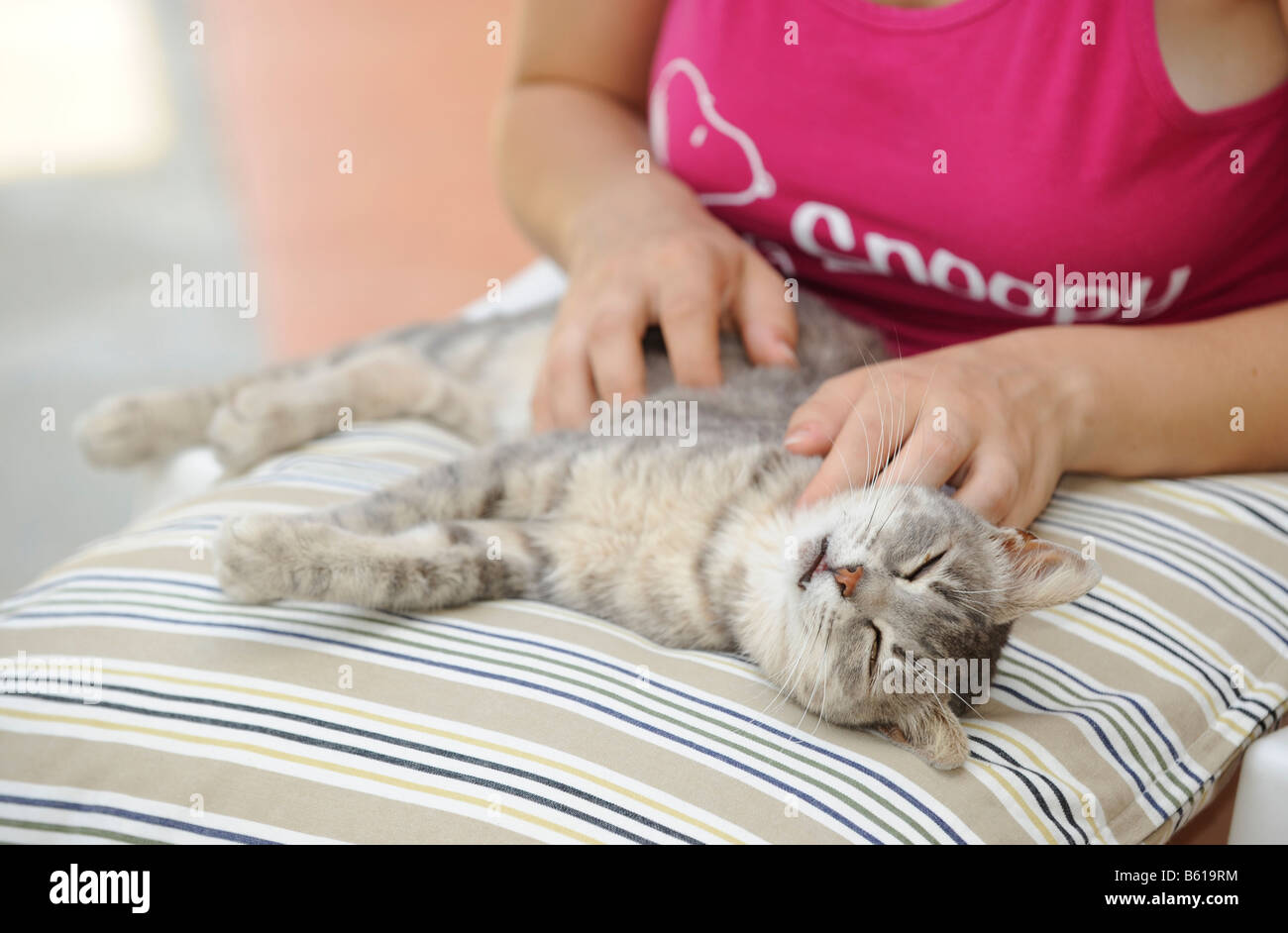 Girl stroking a cat, cat enjoying it Stock Photo