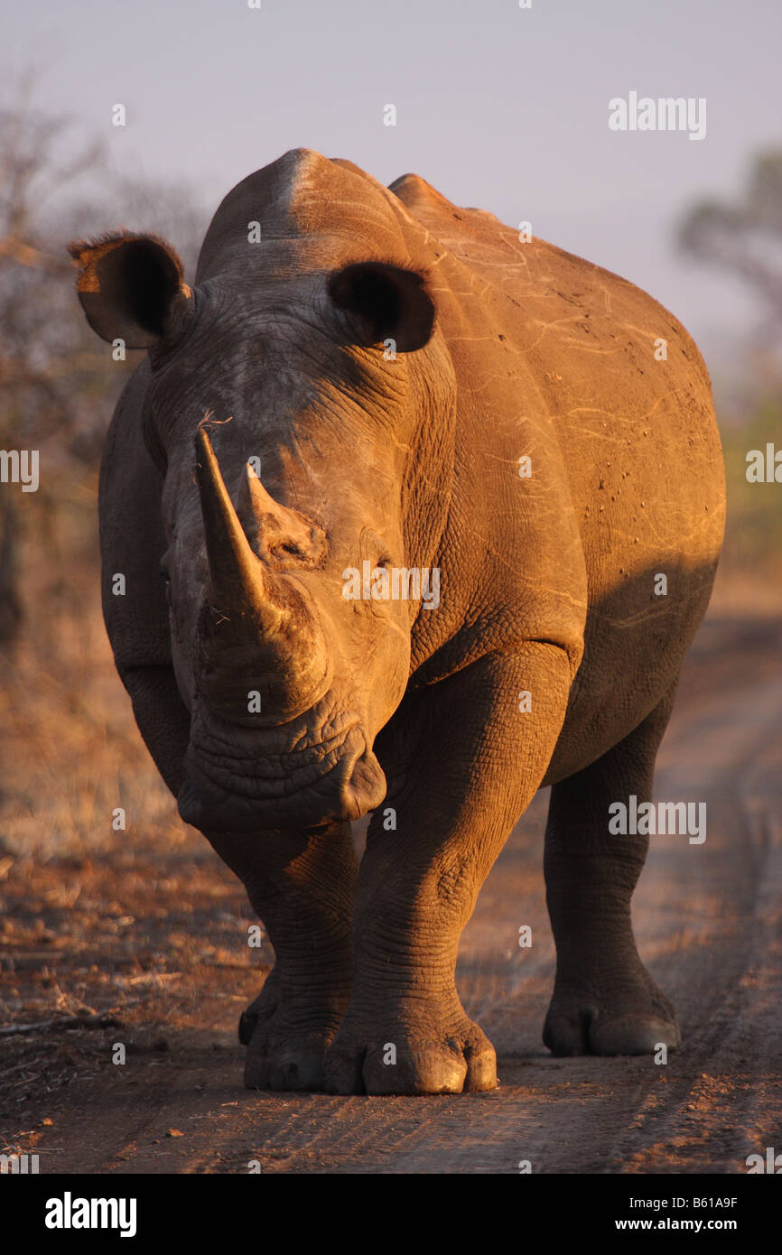 white or grass rhinoceros, single adult male standing at side of road Stock Photo