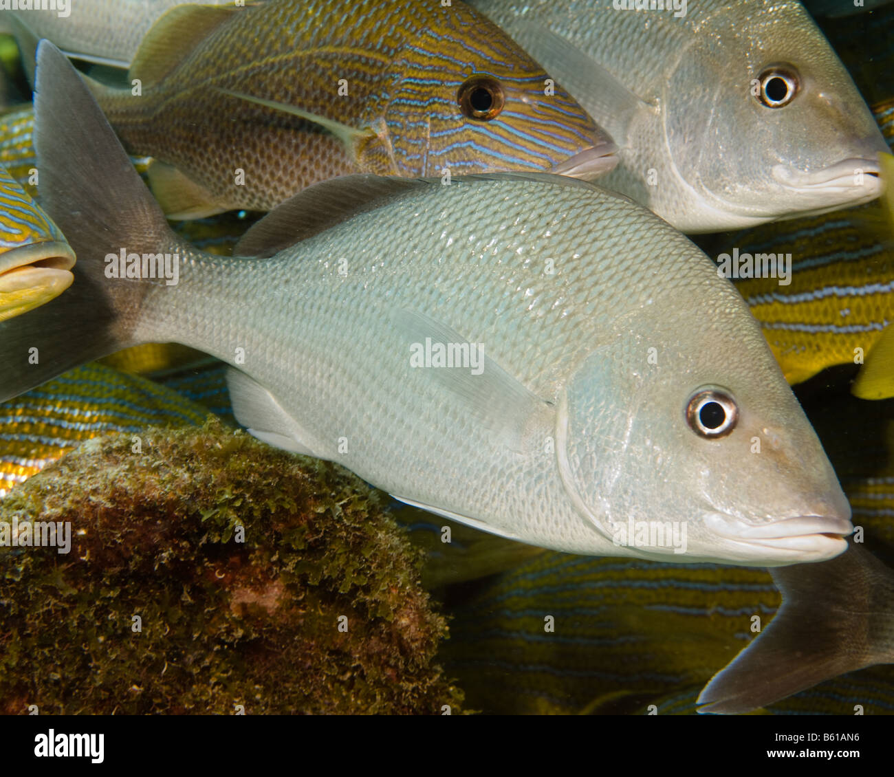 Margate fish hi-res stock photography and images - Alamy