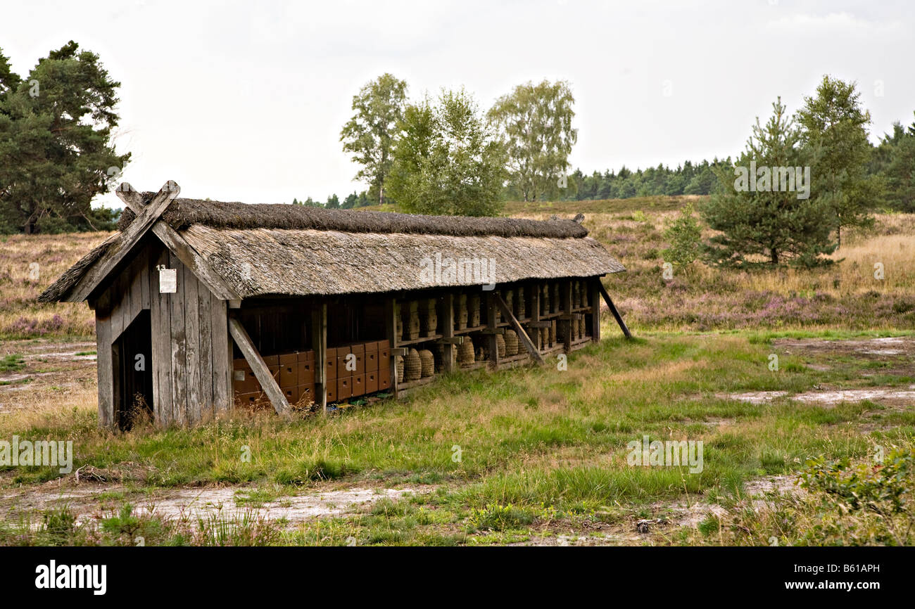 Beehives in the Luneburger heide near Luneburg Germany Stock Photo