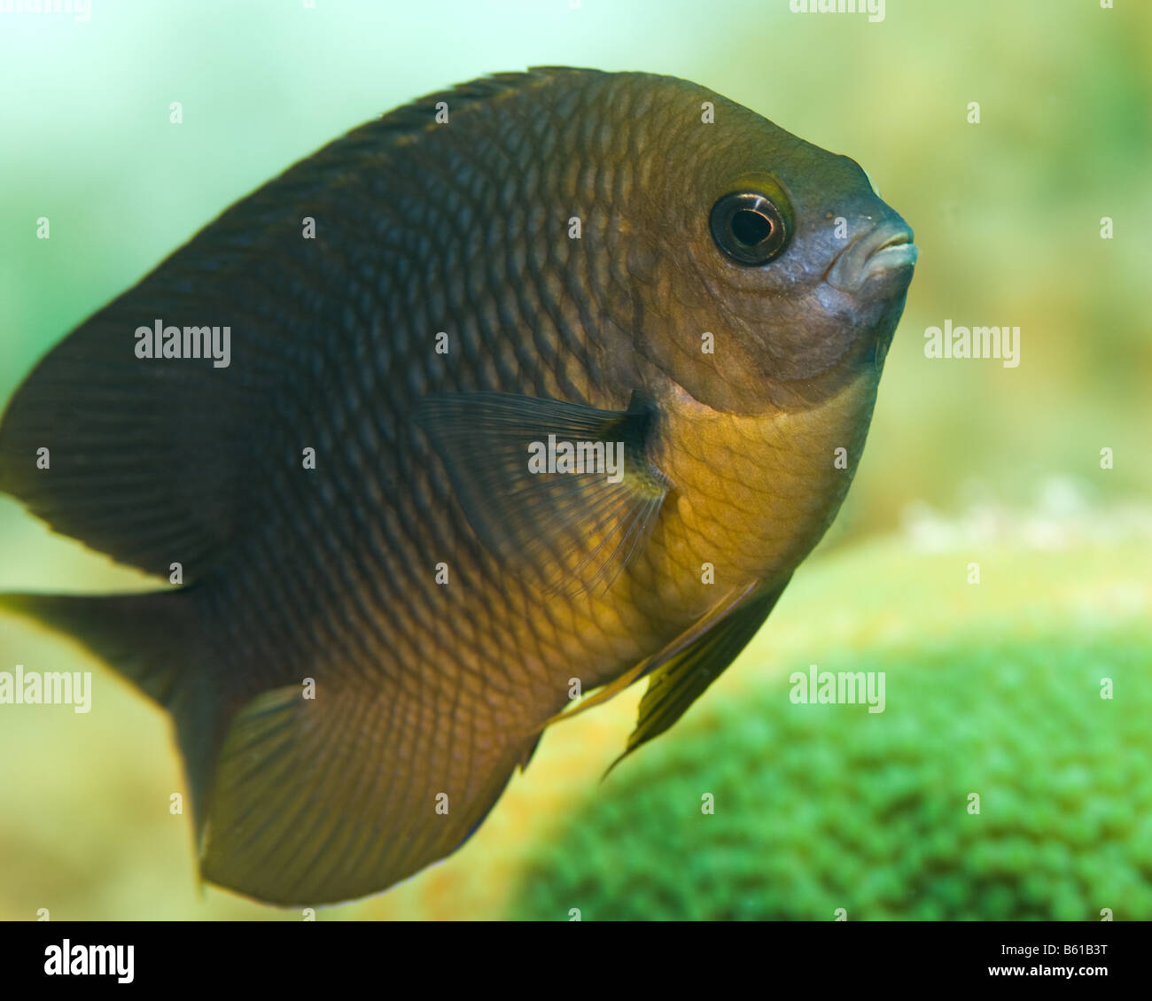 A territorial Threespot Damselfish polices its' territory against the photographer. Stock Photo