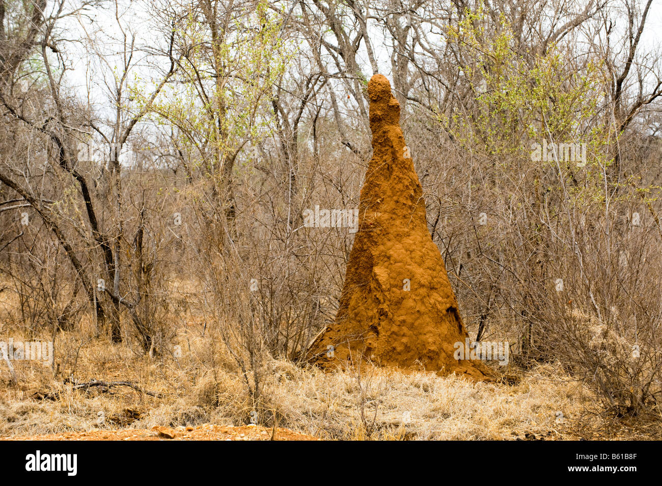 red Mound Termite Mount Termite hill in the savannah woodland bush bushland wildlife wild  south-Africa south africa bush high Stock Photo