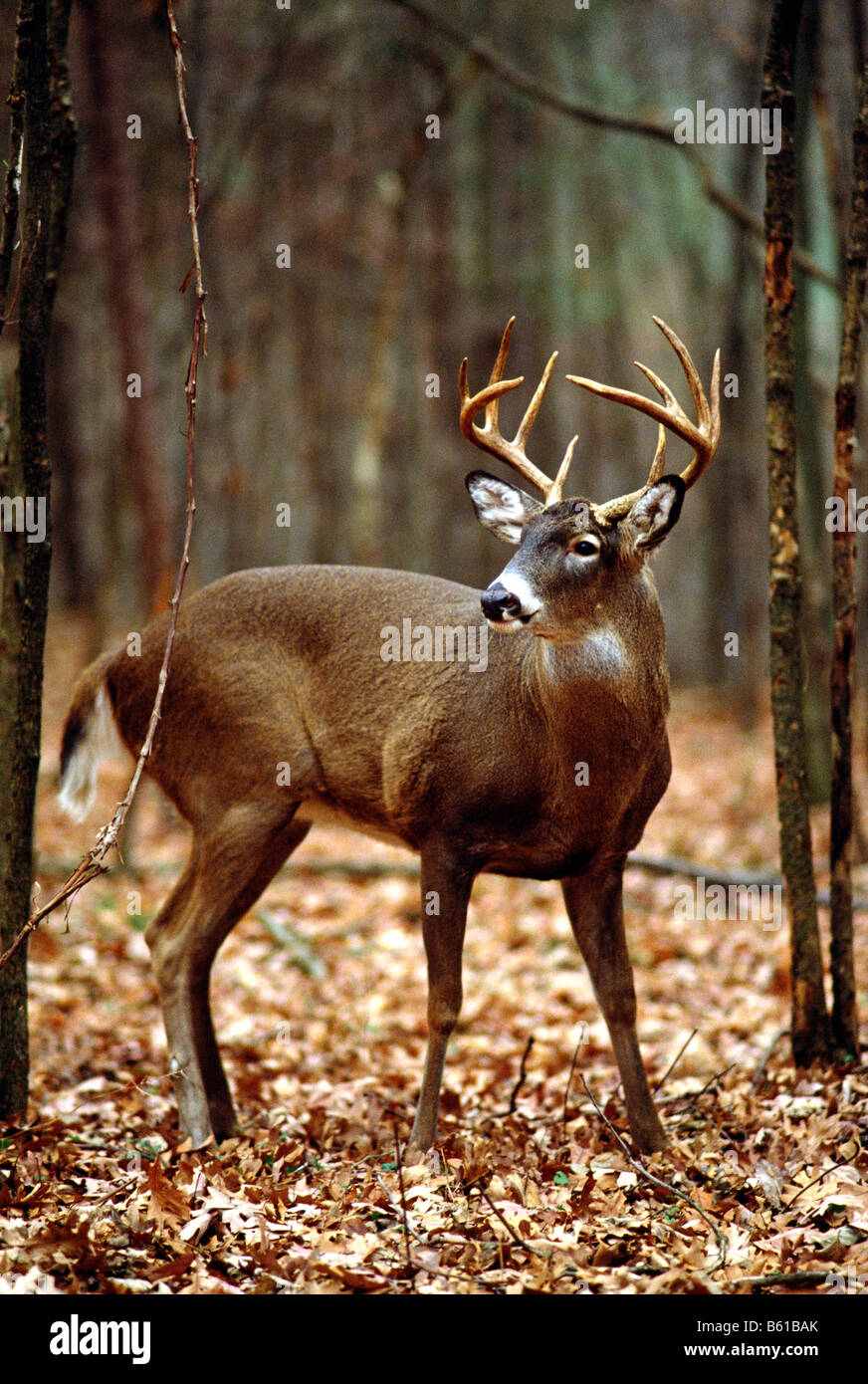 MALE BUCK, WHITE TAIL DEER, PENNSYLVANIA STATE ANIMAL (L. ODOCOILEUS