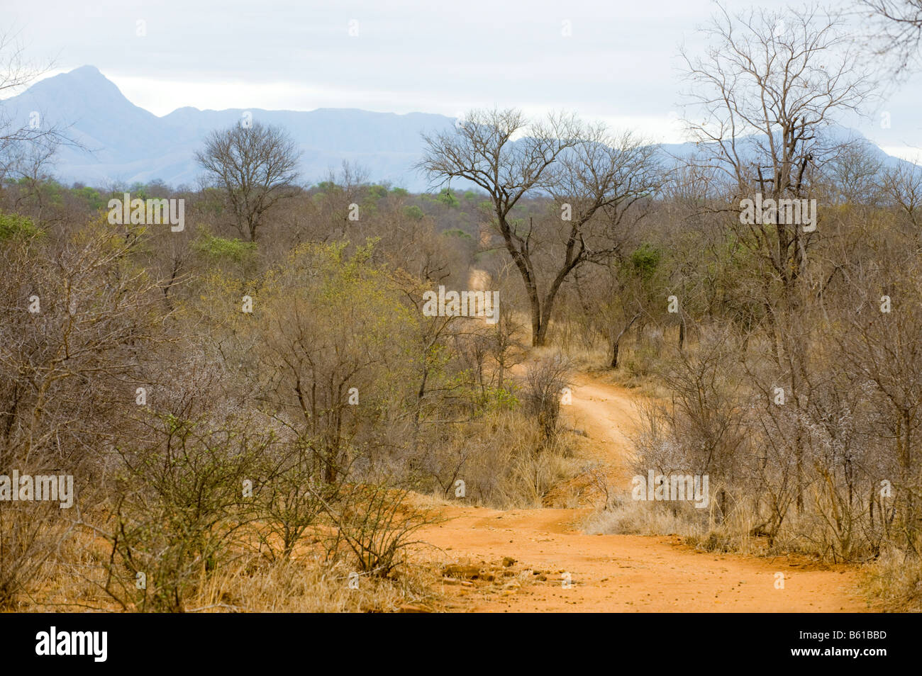 wide view landscape south africa desert red dust dirt road drive way safari savannah woodland bush bushland dryness dry periode Stock Photo