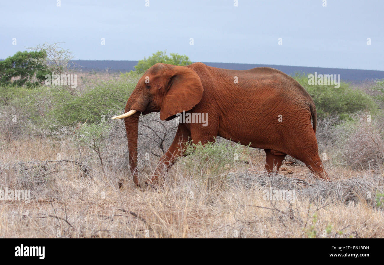 african elephant, covered in orange mud, walking Stock Photo Alamy
