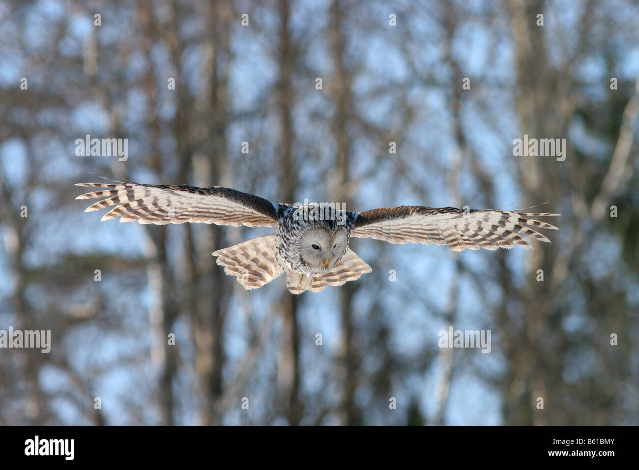 Adult Ural owl (Strix uralensis) hunting. Stock Photo