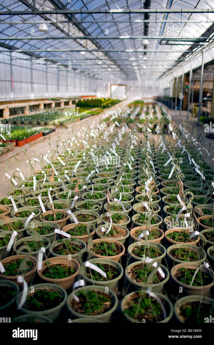 Rows of seedlings in a greenhouse, interior Stock Photo