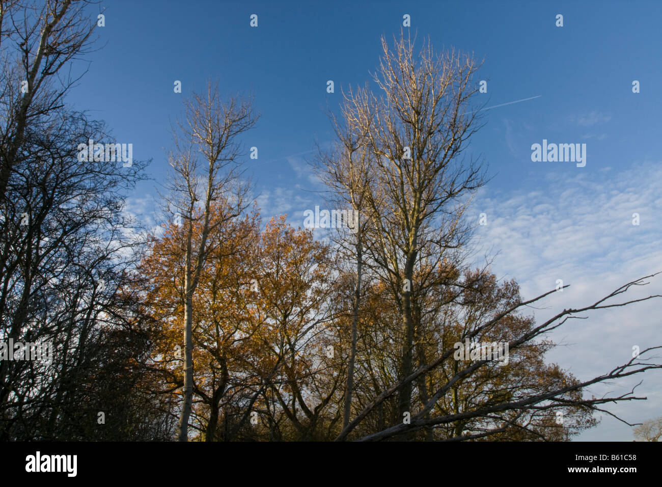 Autumnal Trees With A Clear Blue Sky Stock Photo - Alamy