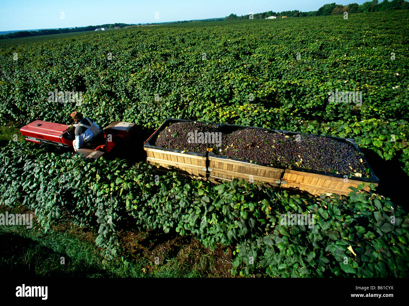 CONCORD GRAPE HARVEST, ARCHER VINEYARDS, TOWN OF NORTH EAST, ERIE
