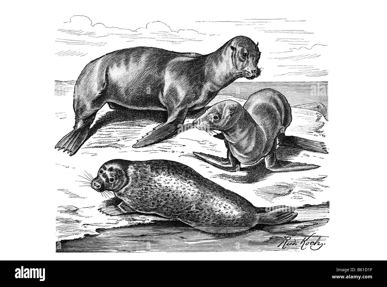 Harbor Seal & Eared seal Stock Photo