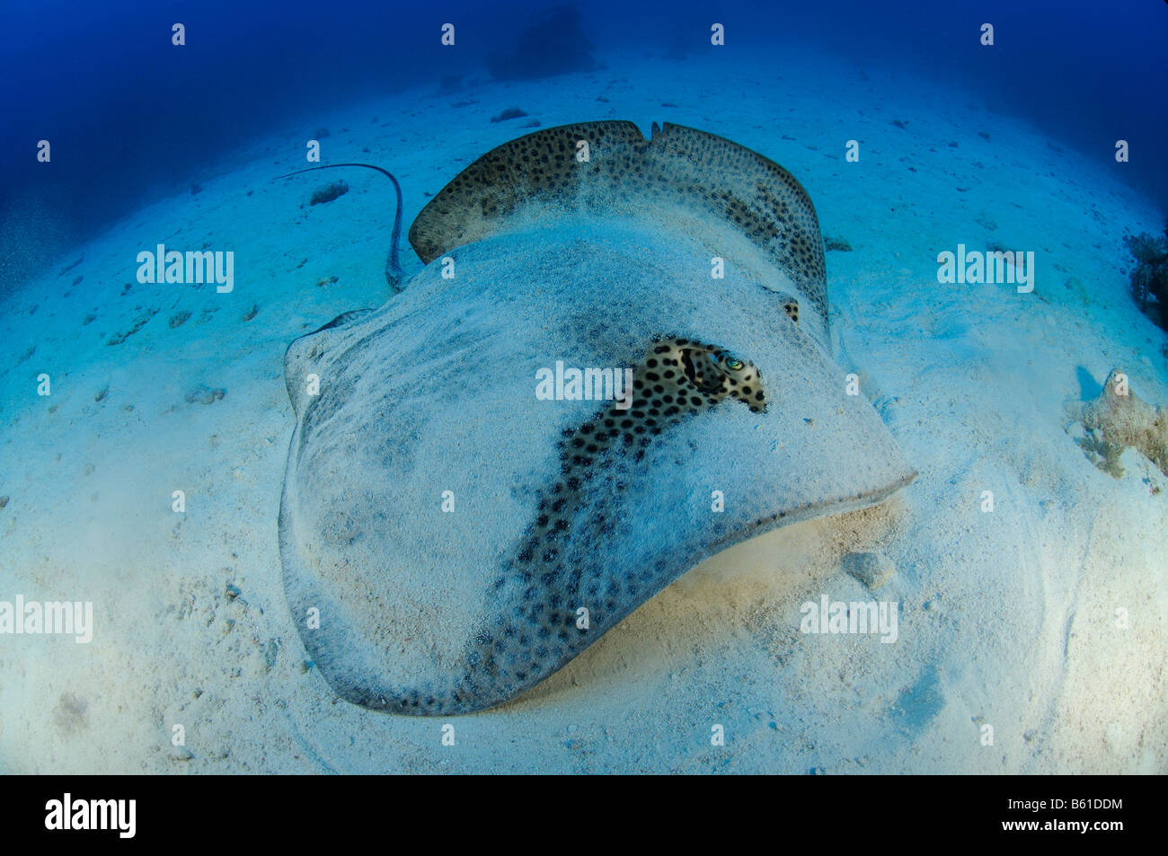 Himantura uarnak whipray, Red Sea Stock Photo Alamy